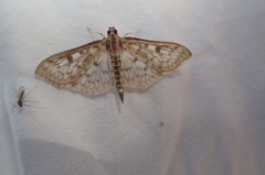 Herpetogramma pertextalis