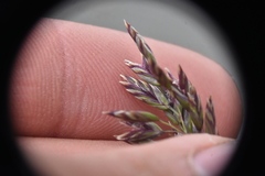 Poa alpina
