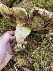 Caloboletus conifericola