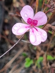 Pelargonium capillare