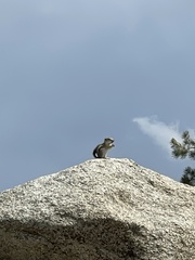 Ammospermophilus leucurus