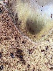 Caloboletus conifericola