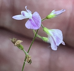 Lespedeza procumbens