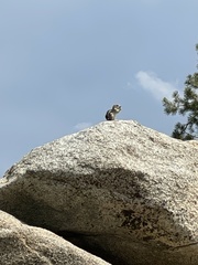 Ammospermophilus leucurus