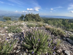 Hyssopus officinalis