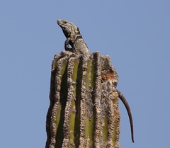 Ctenosaura hemilopha