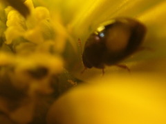 Phalacridae