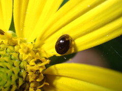 Phalacridae
