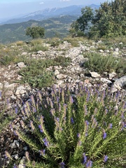 Hyssopus officinalis