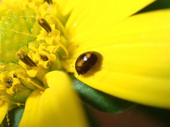 Phalacridae