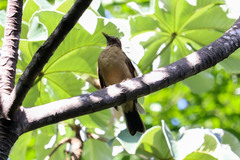 Turdus grayi