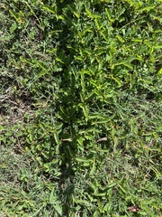 Tribulus cistoides