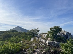 Hyssopus officinalis