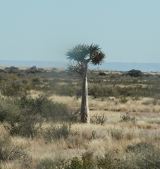 Aloidendron dichotomum