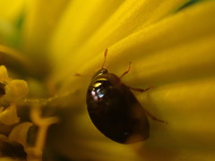 Phalacridae