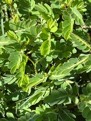 Tribulus cistoides
