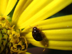 Phalacridae