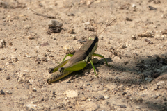 Paroxya clavuligera