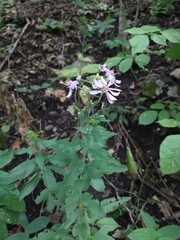 Symphyotrichum shortii