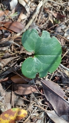 Sanguinaria canadensis