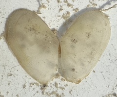 Tellinidae