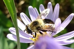 Eristalis anthophorina