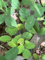 Lespedeza procumbens