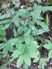 Symphyotrichum shortii
