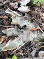 Peltigera leucophlebia