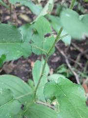 Symphyotrichum shortii