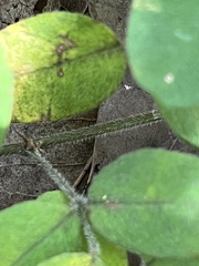 Lespedeza procumbens