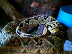 Crotalus