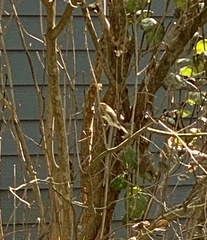 Geothlypis trichas