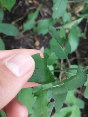 Symphyotrichum shortii