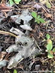 Peltigera leucophlebia