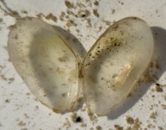 Tellinidae