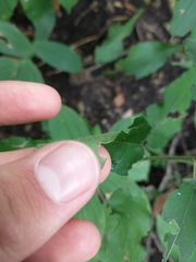 Symphyotrichum shortii