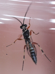 Hyposoter