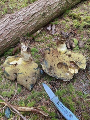 Caloboletus conifericola