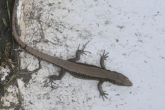 Iberolacerta monticola