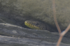 Iberolacerta monticola