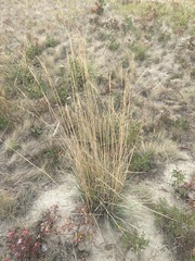 Psathyrostachys juncea