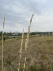 Psathyrostachys juncea
