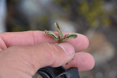 Chytridiomycota