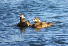 Histrionicus histrionicus