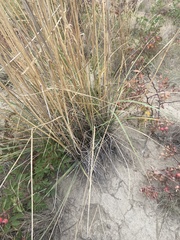 Psathyrostachys juncea