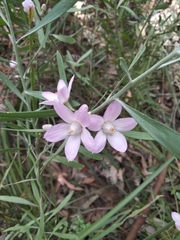 Eriostemon australasius