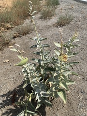 Asclepias erosa