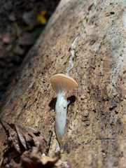 Pleurotus
