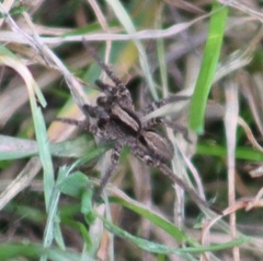 Alopecosa pulverulenta